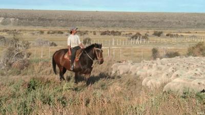 Pumas in Patagonien: Zwischen Schutz und Schafzucht
