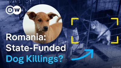 Rumänien: Millionengeschäft mit Hundeheimen?