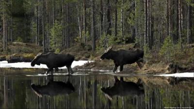 Schweden: Elchfernsehen als Entschleunigung