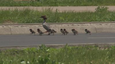 Stopp! Hier kommen die Gänsesäger!