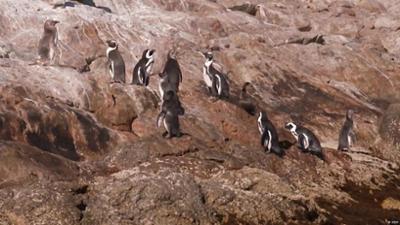 Südafrika: Brillenpinguine akut vom Aussterben bedroht