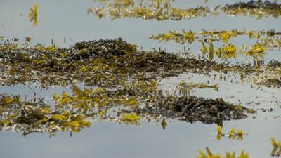 Trump ordnet Seeblockade für Öltanker vor Venezuela an