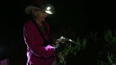 USA: Python-Jagd in den Everglades