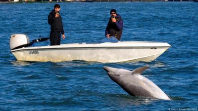 Venedig: Delfin "Mimmo" sorgt für Freude — und Sorgen