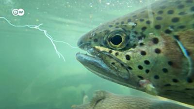 Warum töten Blitze keine Fische?