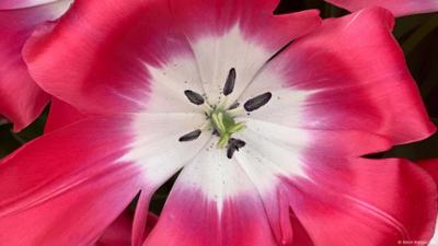 Warum werden Tulpen geköpft? Warum werden Tulpen geköpft?