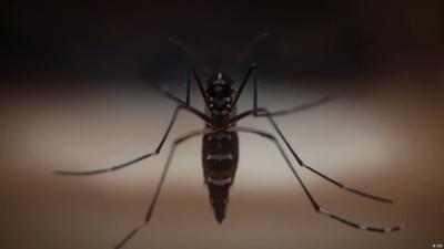 Wie in Indonesien Dengue-Fieber mit Mücken bekämpft wird