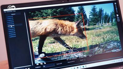 Wie künstliche Intelligenz Deutschlands Wildtiere schützt