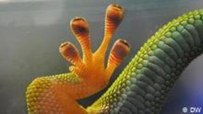 Wie laufen Tiere an Wänden hoch?