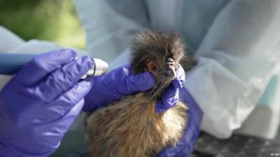 Zoonosen: Kommt eine neue Pandemie aus dem Hinterhof?