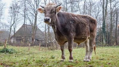alles wissen: Vom Mittelalter lernen – Nachhaltige Landwirtschaft