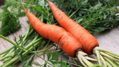 alles wissen: Regenerative Landwirtschaft – ein Modell für die Zukunft?