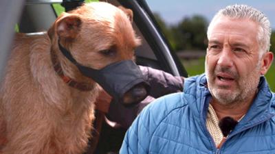 Dem Hund Respekt beibringen: (S02/E03)