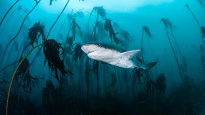 Der Kelpwald - Südafrikas geheimnisvolle Unterwasserwelt: Der Kelpwald – Südafrikas geheimnisvolle Unterwasserwelt