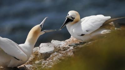 Die Nordsee - Unser Meer: Die Nordsee – Unser Meer
