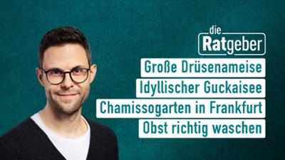 Die Ratgeber Die Ratgeber