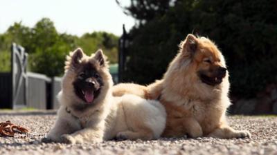 Die Tierärzte - Retter mit Herz: Wiederbelebt