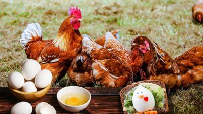 Dokus und Reportagen: Super Huhn, super Ei