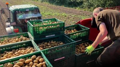 Dokus und Reportagen: Rein in die Kartoffeln