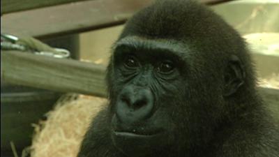 Eisbär, Affe & Co: Folge 29: Abschied von Kivo und Kiondo