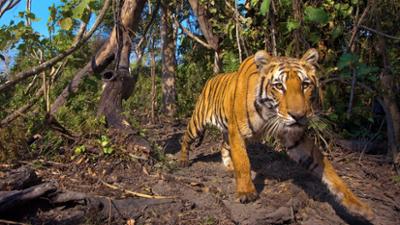 Expedition Himalaya (1/3): Expedition Himalaja - Auf der Fährte der Tiger