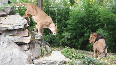 Giraffe, Erdmännchen & Co.: Löwenmann Kumar bezieht sein neues Zuhause (324)