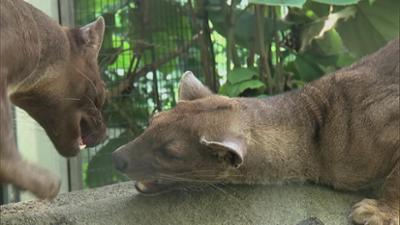 Giraffe, Erdmännchen & Co.: Fossa Sissi in Love (311)