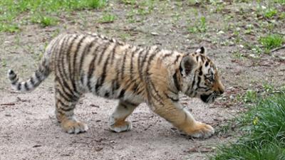 Giraffe, Erdmännchen & Co.: Tschüss, kleiner Tiger (164)