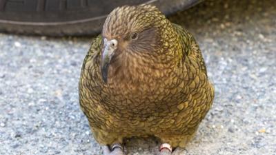 Giraffe, Erdmännchen & Co.: Wo bleibt die Unterhaltung? (36)