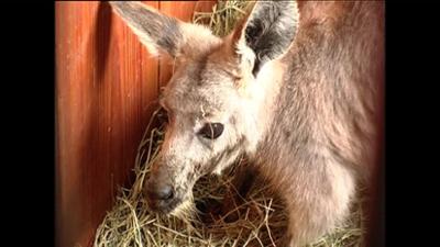 Giraffe, Erdmännchen & Co.: Ein Baby für Ruby? (4)