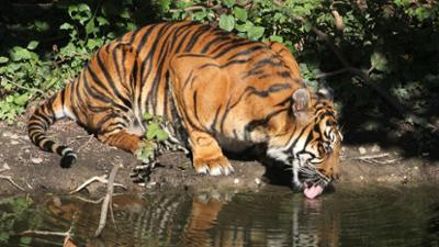 Giraffe, Erdmännchen & Co.: Tiger im Bauch (165)