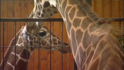 Giraffe, Erdmännchen & Co.: Von großen und kleinen Tieren (57)