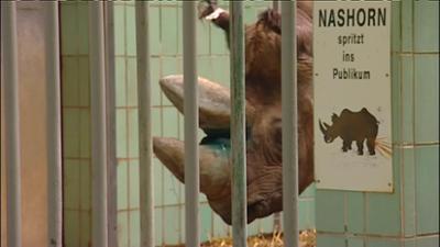 Giraffe, Erdmännchen & Co.: Von Nashörnern und Nashornvögeln (75)