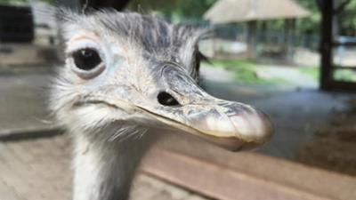 Giraffe, Erdmännchen & Co.: UFO-Alarm bei den Erdmännchen (141)