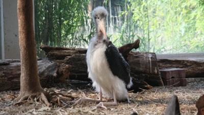 Giraffe, Erdmännchen & Co.: Der Marabu-Umzug (166)