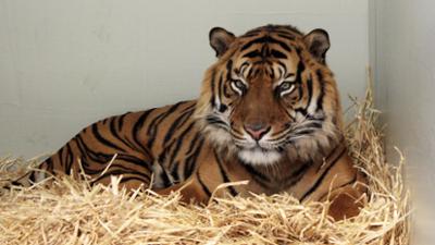 Giraffe, Erdmännchen & Co.: Tigerbabys (167)