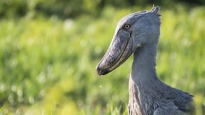 Giraffe, Erdmännchen & Co.: Mausi und der Fisch (187)