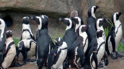 Giraffe, Erdmännchen & Co.: Hungrige Meute (145)