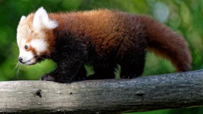 Giraffe, Erdmännchen & Co.: Nachwuchs bei den Pandas (168)