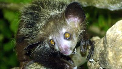 Giraffe, Erdmännchen & Co.: Nachwuchs beim Fingertier (188)