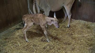 Giraffe, Erdmännchen & Co.: Willkommen, kleiner Babou! (286)