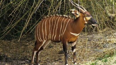 Giraffe, Erdmännchen & Co.: Rendezvous mit einem Bongo-Bullen (40) Giraffe, Erdmännchen & Co.: Rendezvous mit einem Bongo-Bullen (40)