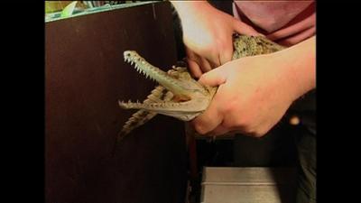 Giraffe, Erdmännchen & Co.: Umzug für das Krokodil (8)