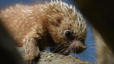 Giraffe, Erdmännchen & Co.: Eine stachlige Angelegenheit (169)