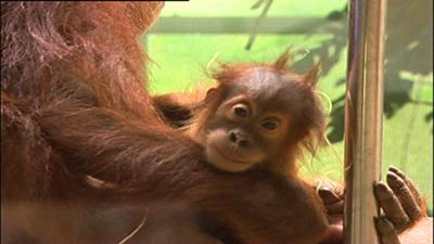 Giraffe, Erdmännchen & Co.: Gucken Orang-Utans fern? (41)