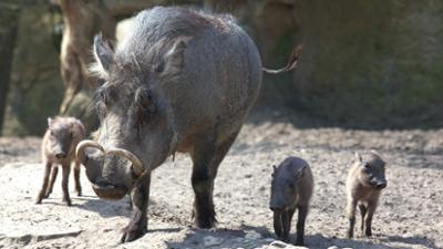 Giraffe, Erdmännchen & Co.: Ausflug für Familie Warzenschwein (272)