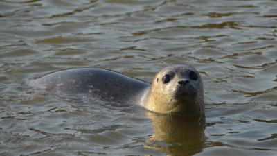Giraffe, Erdmännchen & Co.: Angie sagt Tschüss (211)