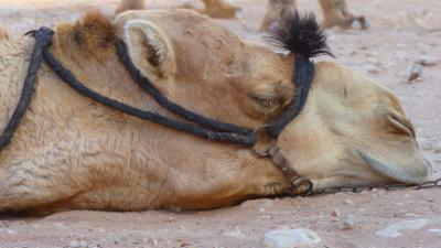 Giraffe, Erdmännchen & Co.: Kamelhaar für die Tigerin (268)