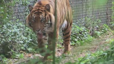 Giraffe, Erdmännchen & Co.: Wie besticht man Ameisenbären? (309)