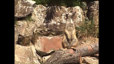 Giraffe, Erdmännchen & Co.: Erdmännchen auf der Flucht (22)